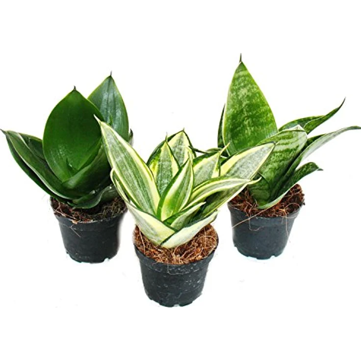 Exotenherz Sansevieria Trifaciata Hahnii, Set aus 3 Bogenhanf Pflanzen im 5,5cm Topf, pflegeleicht und dekorativ – Bild 1