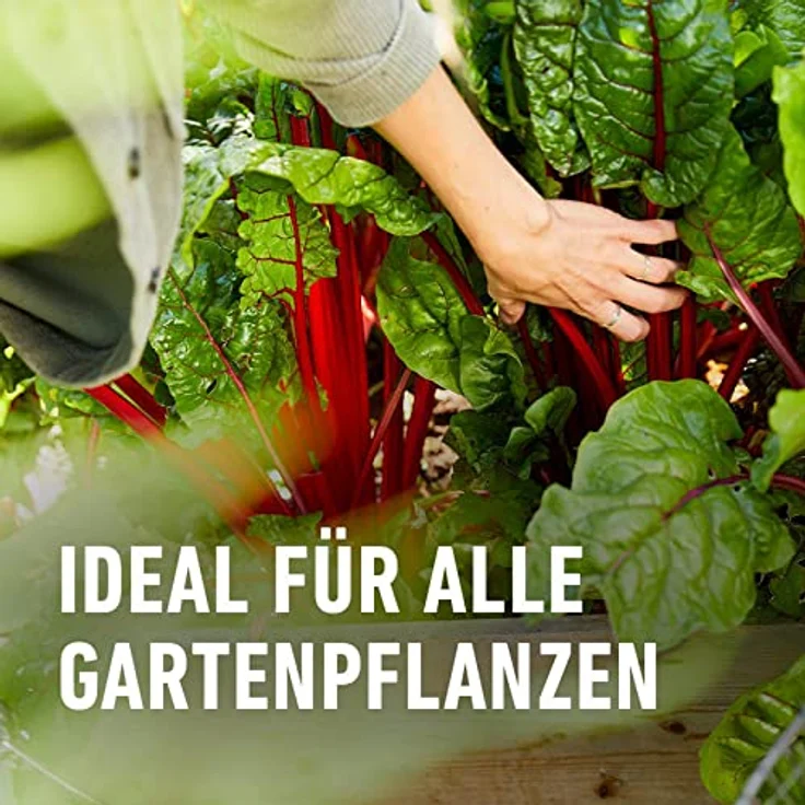 Compo BIO NaturDünger Guano 3 kg – Bild 4