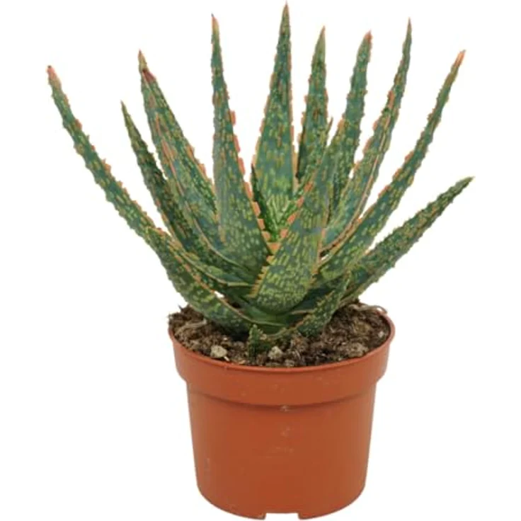 Exotenherz Aloe Zebrina Danyz, Sukkulente Zimmerpflanze mit orange-roten Rändern, 10,5 cm Topf, Höhe ca. 20 cm – Bild 1