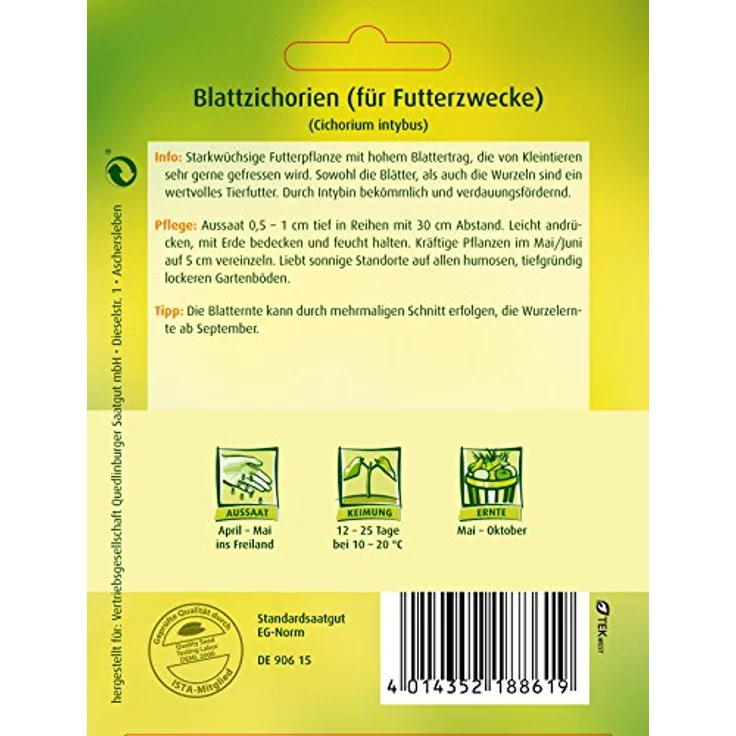 QUEDLINBURGER Blattzichorie (Futterzichorie) Witloof – Bild 3