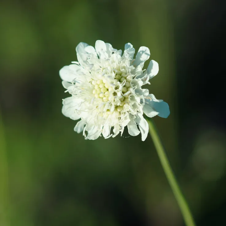 Blumixx Stauden Scabiosa ochroleuca - Gelbe Skabiose