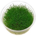 Eleocharis pusilla (parvula+ acicularis) in vitro Zwergnadelsimse
