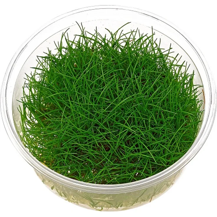 Eleocharis pusilla (parvula+ acicularis) in vitro Zwergnadelsimse