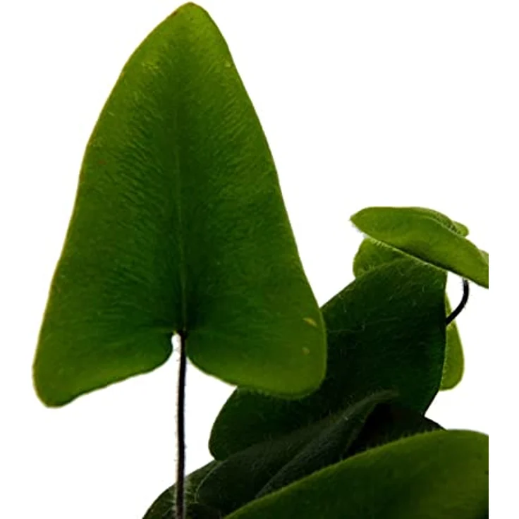 Exotenherz Hemionitis Arifolia Herzfarn, Mini-Pflanze im 5,5cm Topf, ideal für kleine Schalen und Gläser, ca. 10-12cm hoch – Bild 2