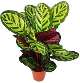 Exotenherz Calathea Roseapicta