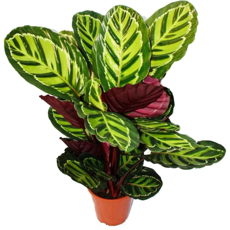 Exotenherz Calathea Roseapicta, XXL-Schattenpflanze mit Ausgefallenem Blattmuster, 19cm Topf, ca. 60-80cm hoch – Bild 1