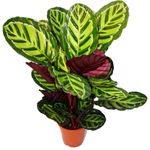 Exotenherz Calathea Roseapicta, XXL-Schattenpflanze mit Ausgefallenem Blattmuster, 19cm Topf, ca. 60-80cm hoch