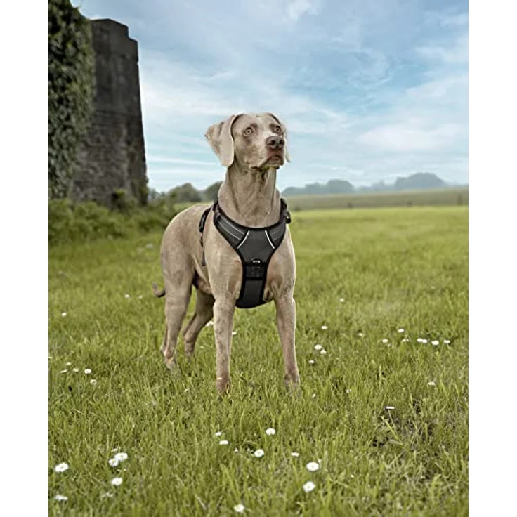 lionto Hundegeschirr gepolstert aus weichem Nylon, Größe L, reflektierendes Anti Zug Geschirr für Hunde mit 2 Ringen & 4 Einstellgurten, Zwei Klickverschlüsse & gummierter Griff am Rücken, schwarz – Bild 2