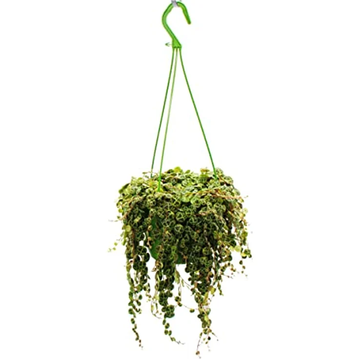 Exotenherz Peperomia Prostrata String Of Turtles, Hängepflanze mit mehrfarbigen Blättern, 14cm Ampeltopf – Bild 1