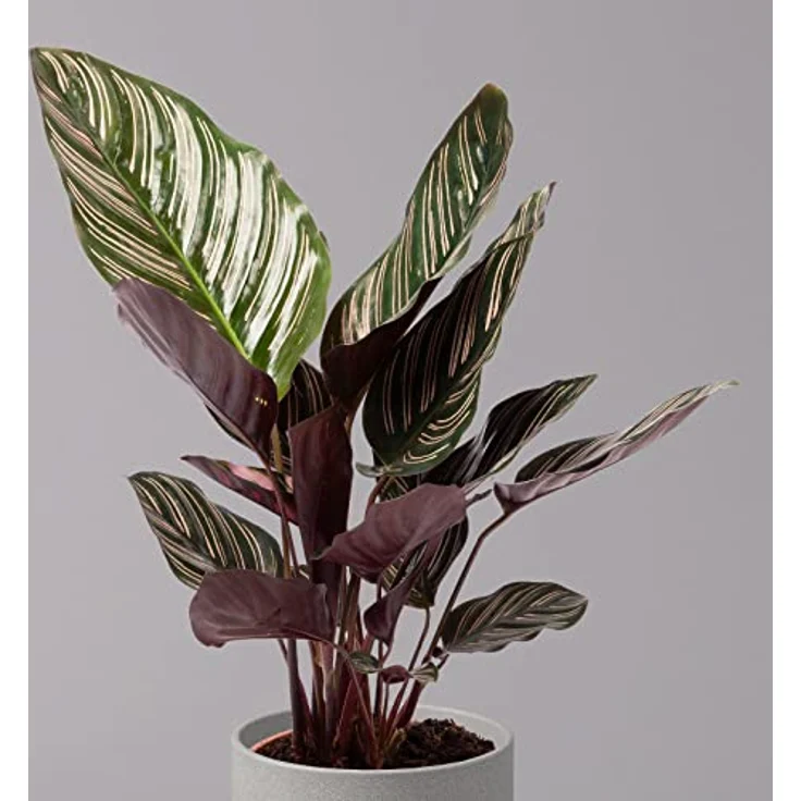 Exotenherz Calathea Ornata, Schattenpflanze mit schwarzem Blattmuster und rosa Akzenten, 14cm Topf, ca. 50cm hoch – Bild 4