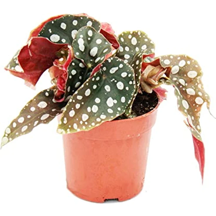 Exotenherz Polkadot Begonie Mini Forellenbegonie Begonia Maculata Wightii, Blattschmuckpflanze mit silbrigen Punkten, Topfgröße 7cm – Bild 2