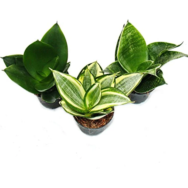 Exotenherz Sansevieria Trifaciata Hahnii, Set aus 3 Bogenhanf Pflanzen im 5,5cm Topf, pflegeleicht und dekorativ – Bild 3