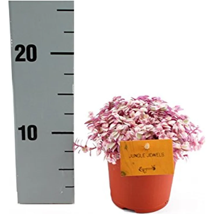 Exotenherz Callisia Rosato Pink Lady, pflegeleichte Zimmerpflanze im 11cm Topf, liebt hellen Standort und bildet weiße Blüten – Bild 2