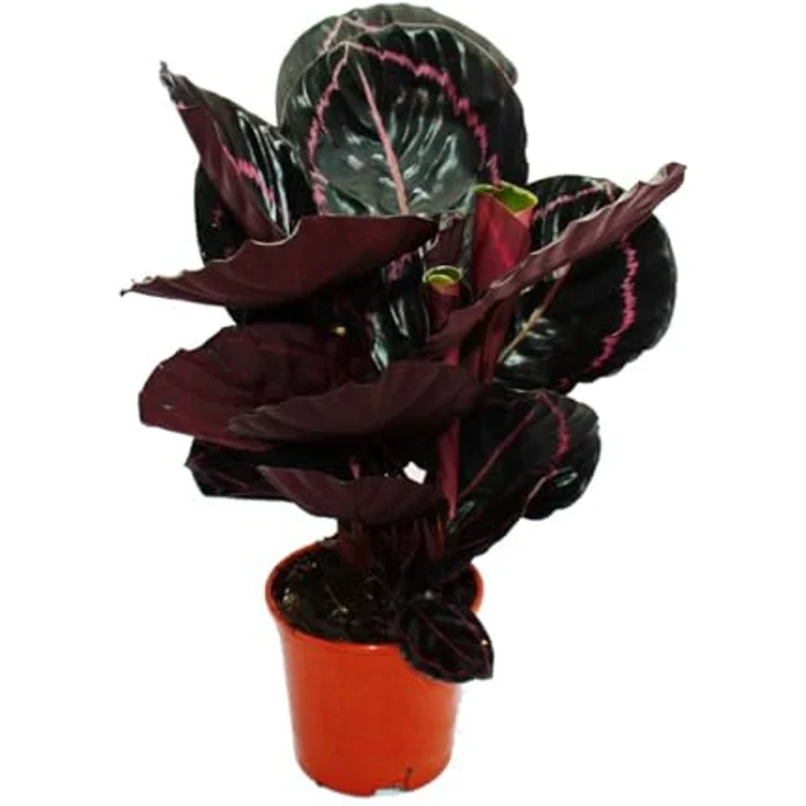 Exotenherz Calathea Dottie, Schattenpflanze mit glänzend schwarzen Blättern und rosa Muster, 14cm Topf, ca. 50cm hoch – Bild 2