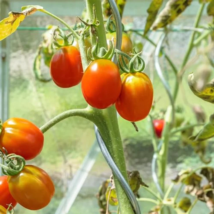 KARAT Tomatenspiralstäbe, 180 cm, 10 Stück, verzinkter Stahl, stabile Rankhilfe für Tomaten und Kletterpflanzen – Bild 5