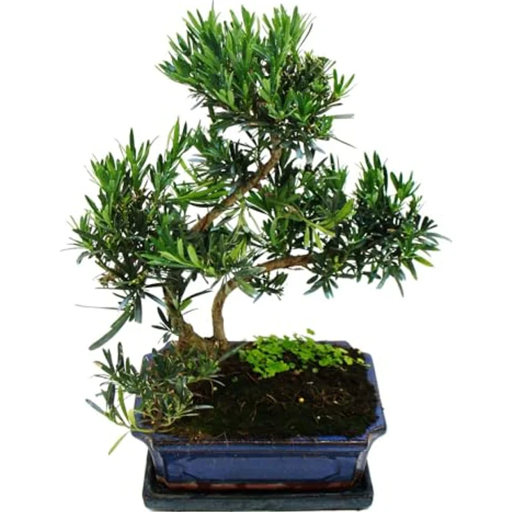 Exotenherz Bonsai Steineibe Podocarpus Macrophyllus, 12-15 Jahre, Zimmerpflanze, Schalengröße 28x18cm, Gesamthöhe 40-50cm – Bild 2