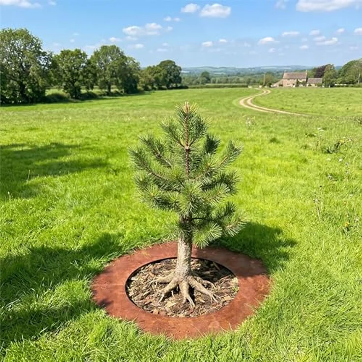 Relaxdays Baumring, Edelrost Baumscheibe, Ø 80 cm Cortenstahl Pflanzring in braun, Mähkante für Bäume und Sträucher – Bild 2
