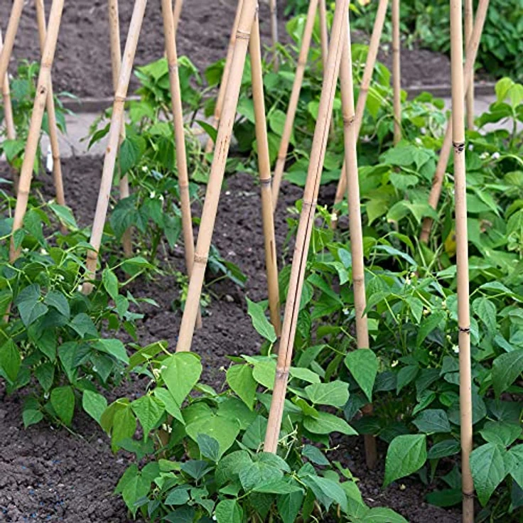 UNUS Bambusstäbe, Pflanzenstäbe zur Stabilisierung von Pflanzen im Garten, Rankstäbe Bambus 120 cm naturfarbend, 25 Stück – Bild 4