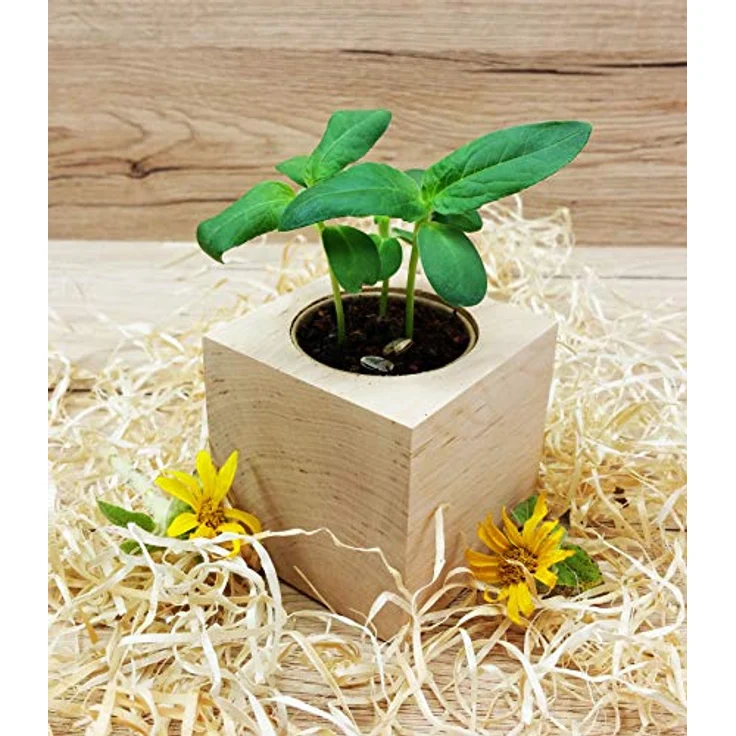 Feel Green Celebrations Ecocube, Anzuchtset mit Sonnenblumen Bio Samen, Holzwürfel mit Lasergravur «Für Dich Soll Immer Die Sonne Scheinen», nachhaltig, Made in Austria, Green – Bild 4