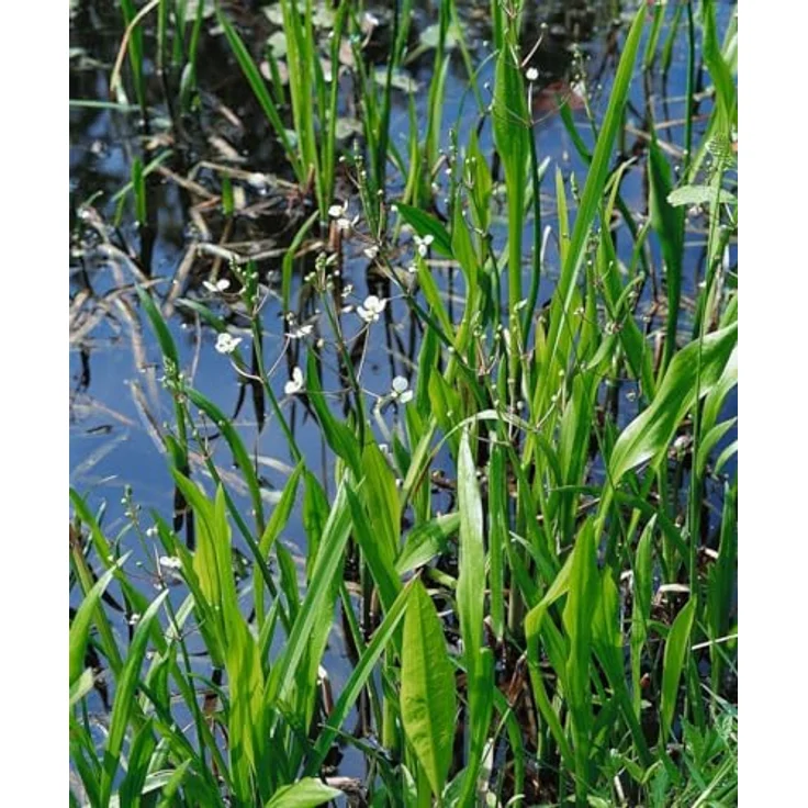 PlantaPro Sagittaria latifolia, Winterharte Teichpflanze im 9x9 cm Topf – Pflegeleicht, Mehrjährig, Breitblättriges Pfeilkraut für Uferzone & Flachwasser – Weiße Blüten, bienenfreundlich – Bild 2