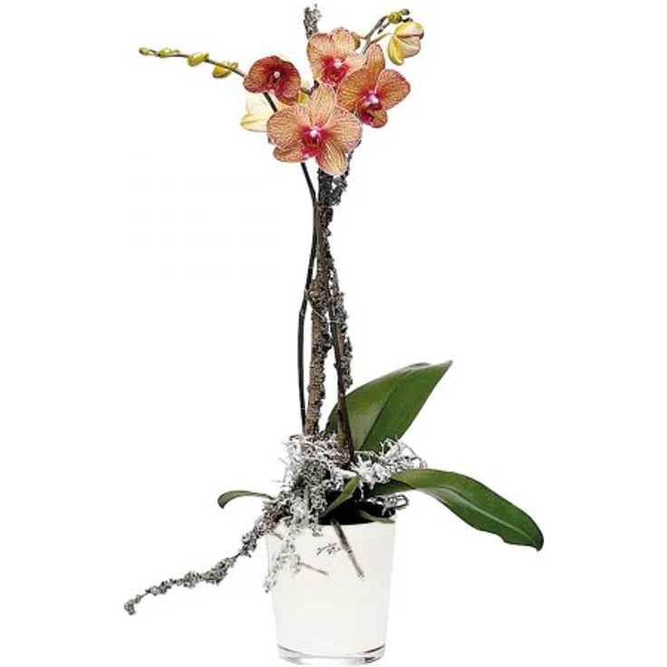 Orchideentopf weiss ø 12,5cm