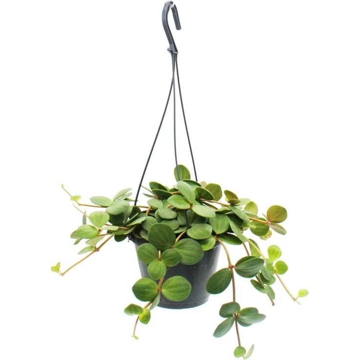 Exotenherz Peperomia Tetraphylla, Hängender Zwergpfeffer 14cm Ampel, pflegeleicht, üppiges Wachstum – Bild 1