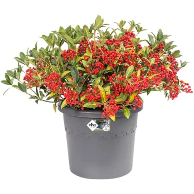 elho Algarve Cilindro 25 - Blumentopf für Außen - Pflanzentopf Draußen - Ø 24.5 x H 20.8 cm - Schwarz/Anthrazit – Bild 3