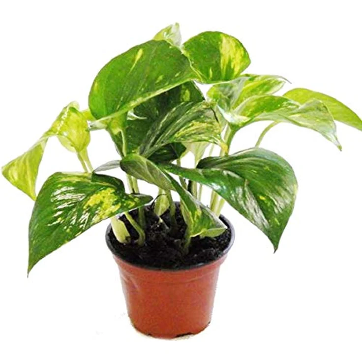 Exotenherz Efeutute Scindapsus Epipremnum, 3er Set im 12cm Topf, pflegeleicht mit herzförmigen Blättern – Bild 2