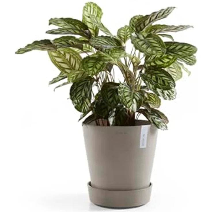 Ecopots Amsterdam Blumentopf-Untersetzer mit Rollen, Ø 51 cm, braungrau, Kunststoff, mit Kupferring zur Verhinderung von Steckmückenlarven – Bild 5