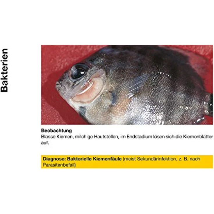 sera baktopur 50 ml - Arzneimittel für Fische gegen bakterielle Infektionen (z. B. Maul- und Flossenfäule), Medizin fürs Aquarium – Bild 4