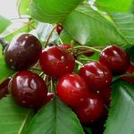 Zwergsüßkirsche Stella Compact Busch, im 10L-Container, saftig, sehr süß