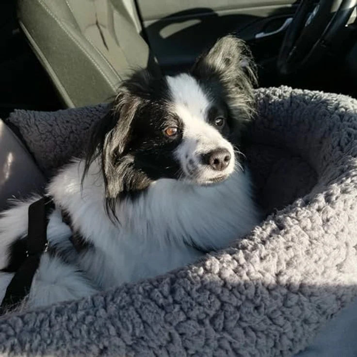 your GEAR Frontera - Hunde Autositz, Gurtsicherung, 2 verstellbaren Leinen, Schalensitz für Vorder- und Rücksitz – Bild 2