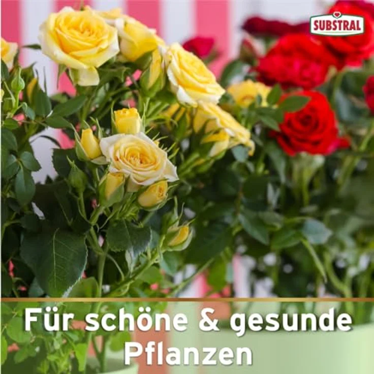 SUBSTRAL Celaflor Schädlingsfrei CAREO Rosenspray 800 ml – Bild 6