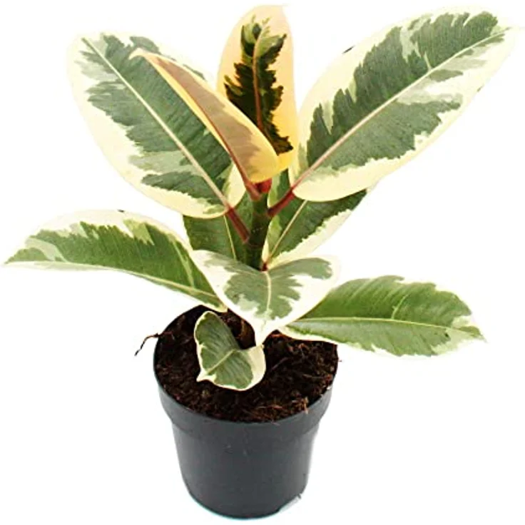 Exotenherz Ficus Elastica Tineke, Weissbunter Gummibaum im 11cm Topf, pflegeleicht, verbessert Raumklima, Höhe ca. 30-40cm – Bild 2