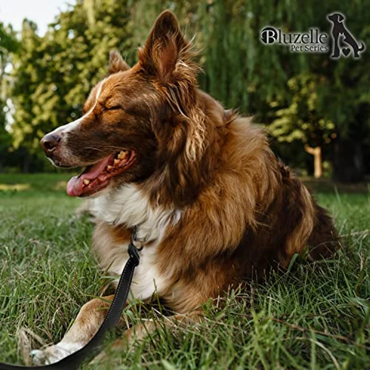 Bluzelle Hundeleine (L, Hund, Spazieren), Halsband + Leine mit reflektierendem Gurt in Schwarz – Bild 7