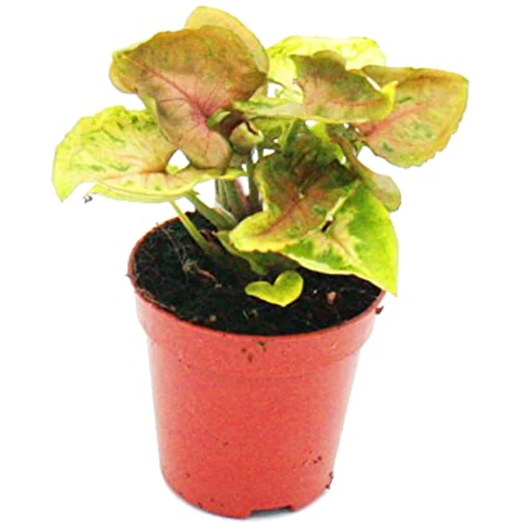 Exotenherz Syngonium Purpurtute, Minipflanze im 5,5cm Topf, ideal für kleine Schalen und Gläser – Bild 2