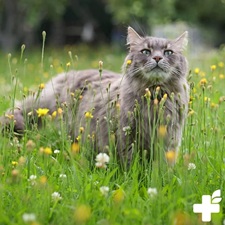 ReaVET Giardien Spray 250ml – Speziell für Hund & Katze, Konzentriertes Desinfektionsmittel Desinfektion Spray für Oberflächen und Umgebung bei gegen Giardien, Hygiene Spray – Bild 4