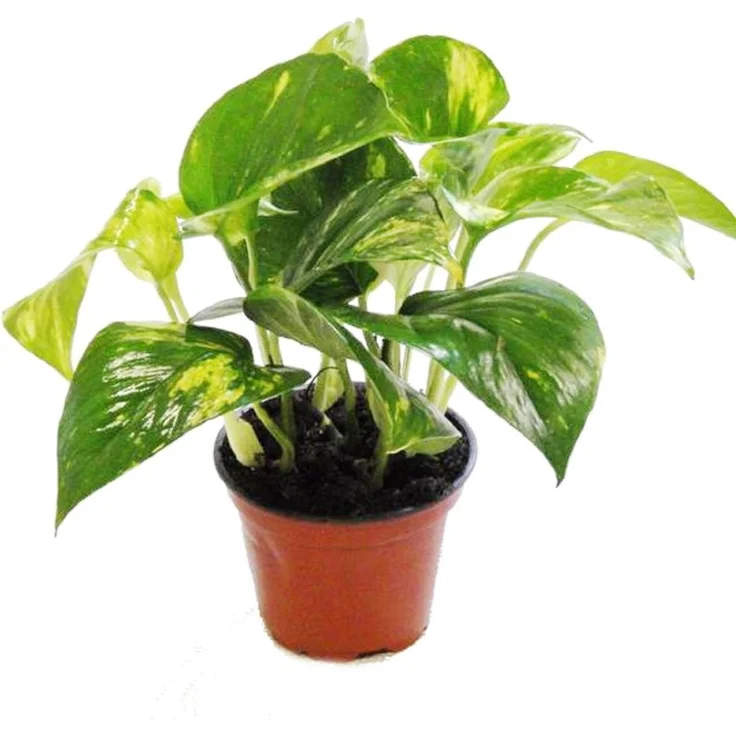 Exotenherz Efeutute Scindapsus Epipremnum, 12cm Topf, Zimmerpflanze mit ca. 14-18cm Höhe – Bild 1