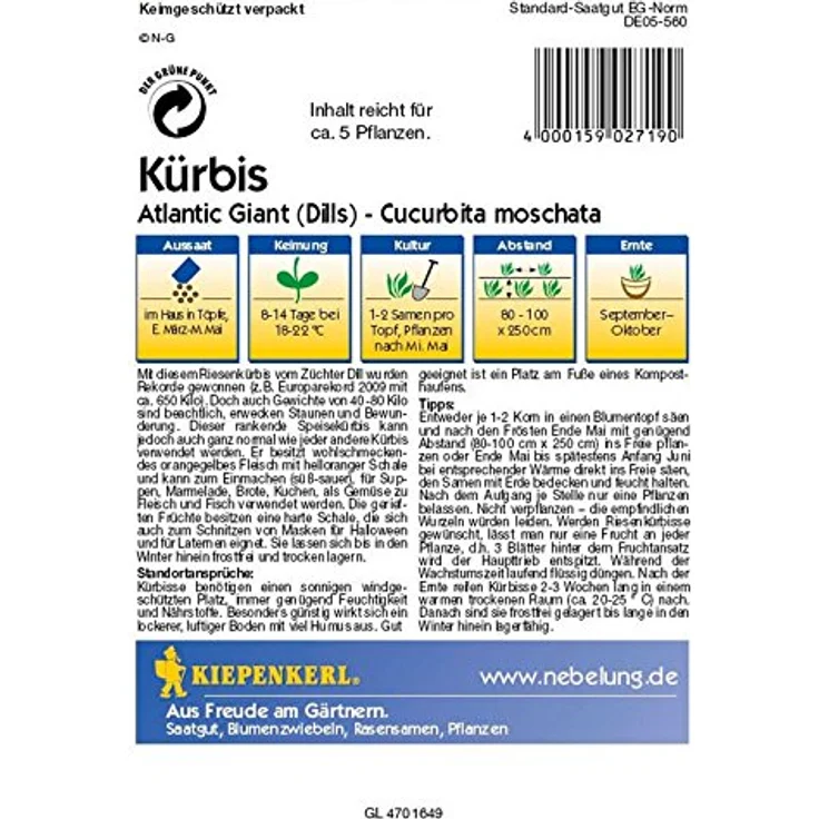 Kiepenkerl Kürbis Atlantic Giant (Dills) – Bild 3