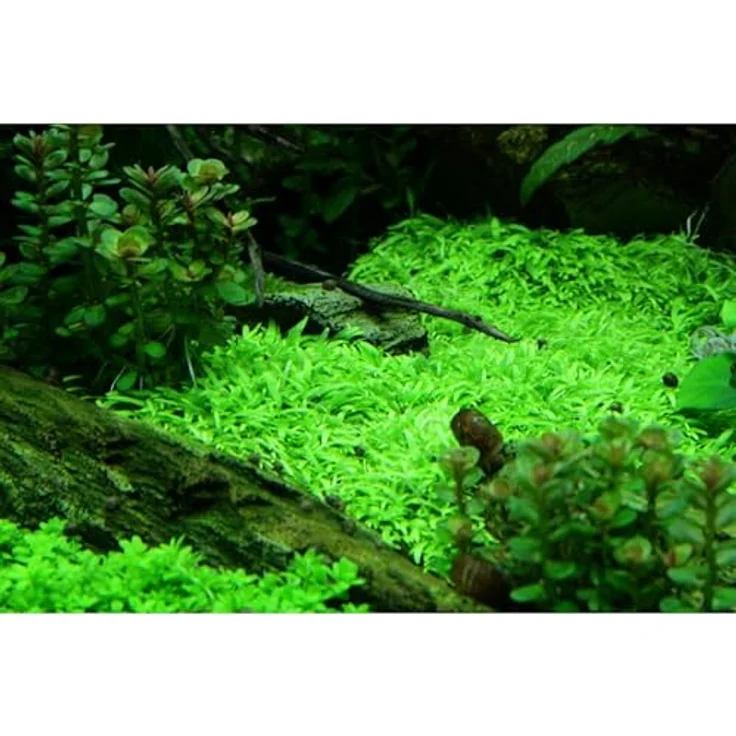 Utricularia graminifolia in Vitro Aquariumpflanze – Bild 6