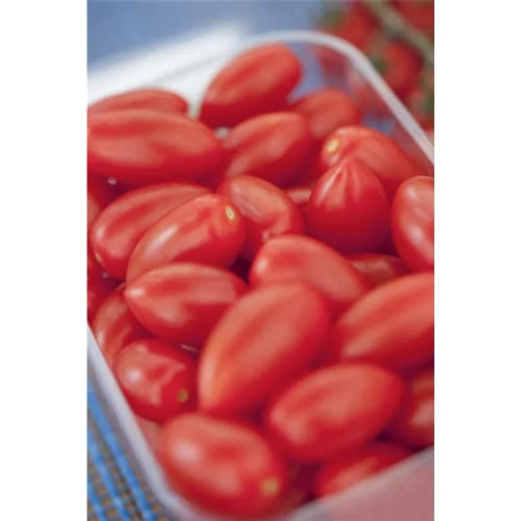 Kiepenkerl Tomate San Marzano 2 – Bild 5