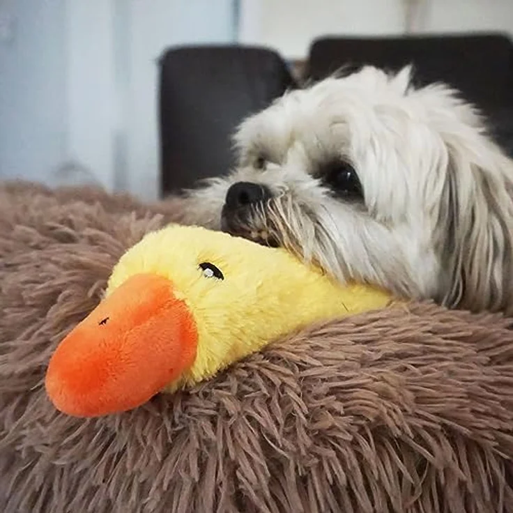 Nobby Plüschente Emmy, 25 cm, Softplüsch mit Squeaker und Knisterflügel – Bild 5