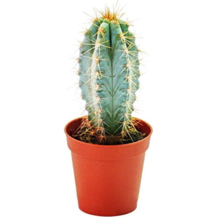 Exotenherz Pilosocereus Azureus, Blauer Säulenkaktus im 8,5cm Topf, mittelgroß, ca. 12-18 cm hoch – Bild 2