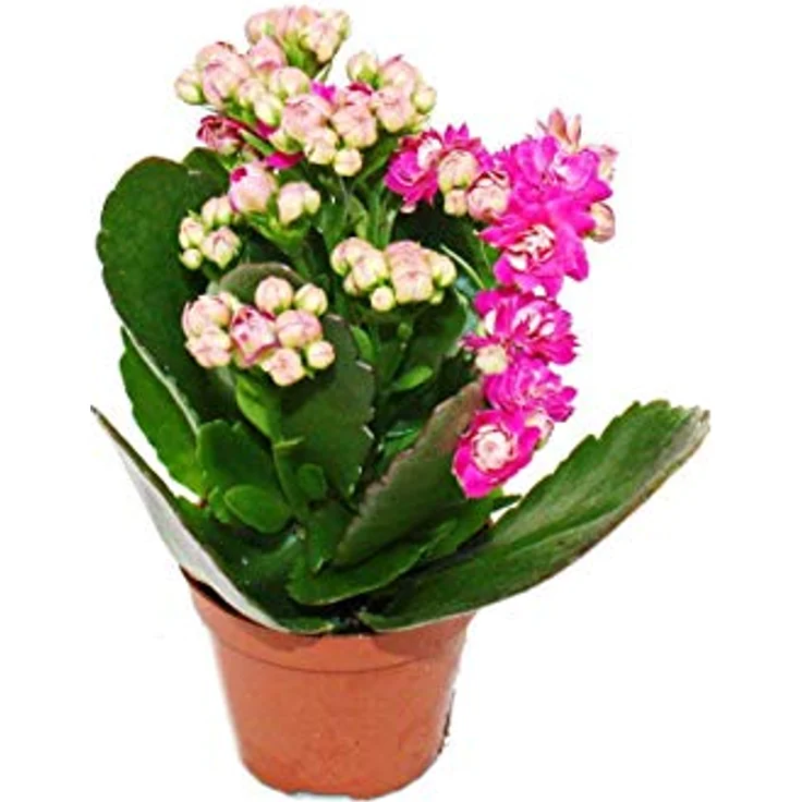 Exotenherz Minikalanchoe Rosalina Set, 3 verschiedene Pflanzen Flammendes Käthchen, 5,5 cm Topf, pflegeleicht und blühend – Bild 6