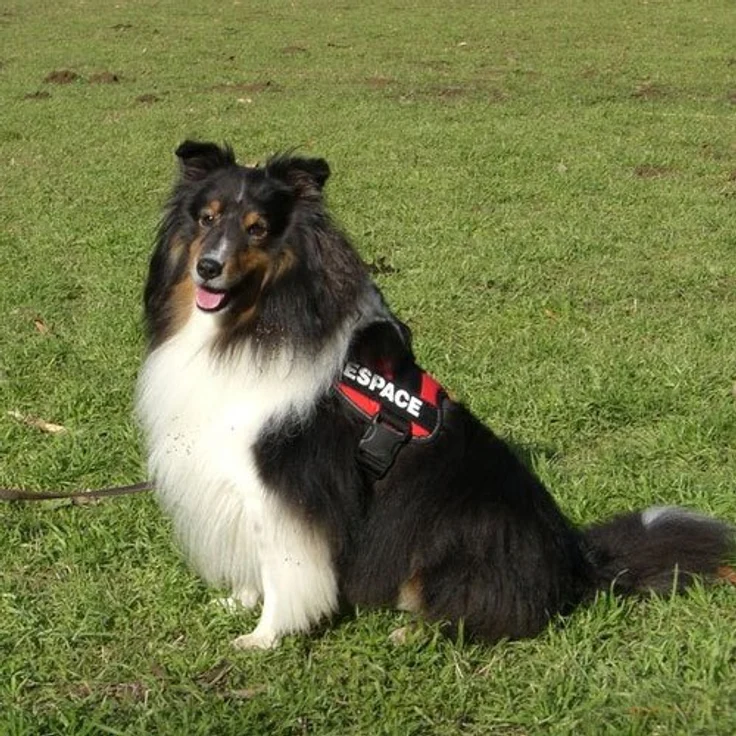 Julius-K9® Powergeschirr Gr. 0 bis XXL schwarz Gr. 2 (L-XL) – Bild 4