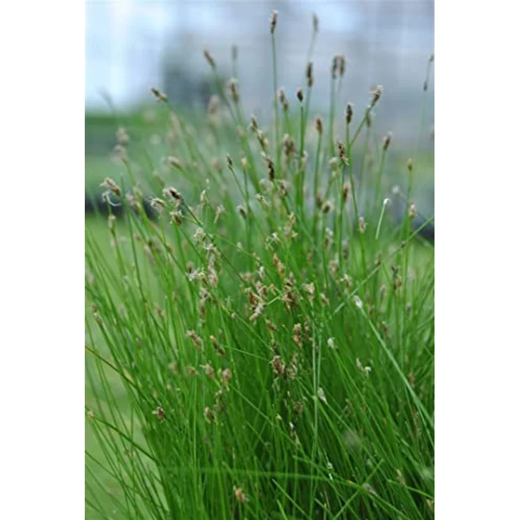 PlantaPro Eleocharis acicularis, Winterharte Aquariumpflanze & Teichpflanze im 9x9 cm Topf, Pflegeleicht, Mehrjährig, Für Vordergrund & Bodendecker – Bild 2