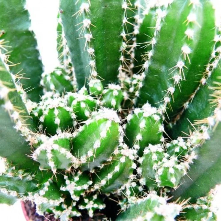 Exotenherz Cereus Floridianus Grünfinger, Kaktus im 5,5cm Topf mit vielen Einzeltrieben, ca. 8-10cm hoch – Bild 2