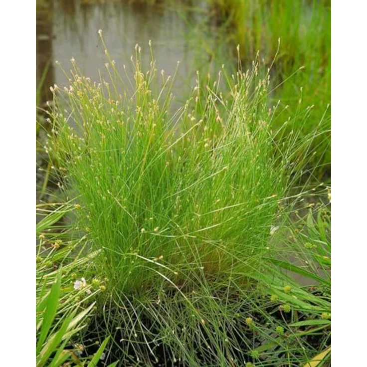 PlantaPro Eleocharis acicularis, Winterharte Aquariumpflanze & Teichpflanze im 9x9 cm Topf, Pflegeleicht, Mehrjährig, Für Vordergrund & Bodendecker – Bild 3