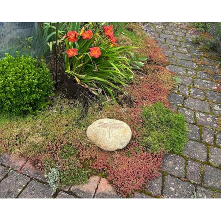 Kobolo Dekostein Dragonfly, Naturstein mit Libellenmotiv, 25x25x15 cm, Dekoration für Indoor- und Outdoorbereich – Bild 2