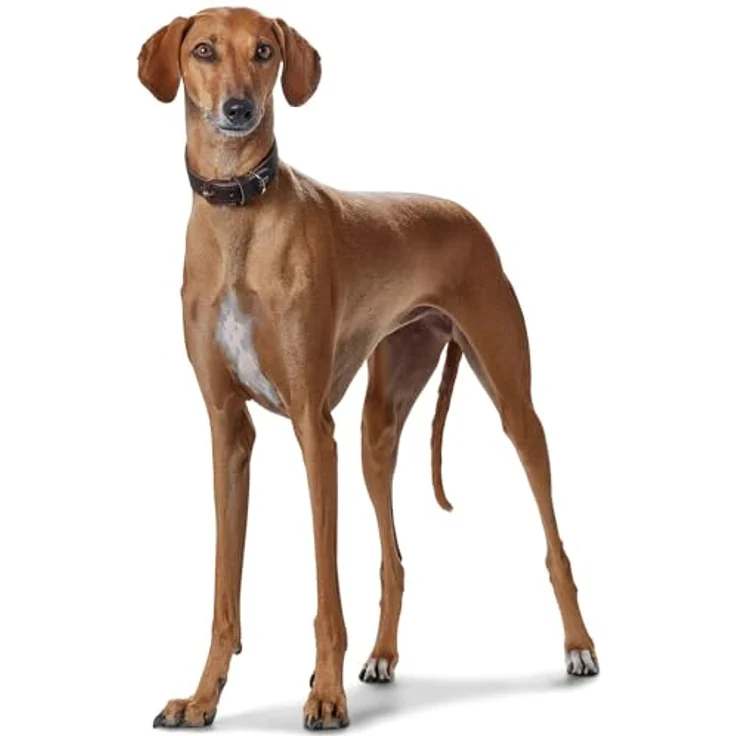 Hunter Windhund-Halsband Super Soft dunkelbraun S – Bild 5